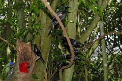 0718 Birdworld Kuranda